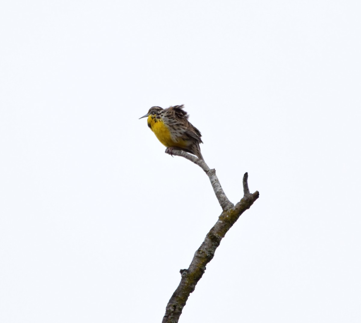 Western Meadowlark - ML90665401