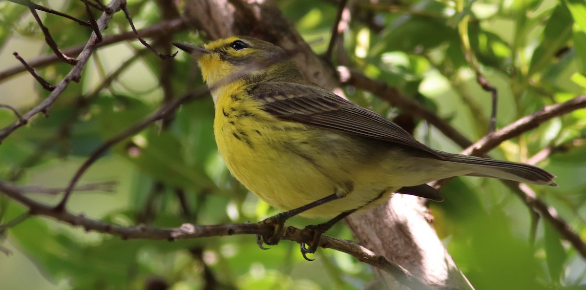 Prairie Warbler - ML90665701