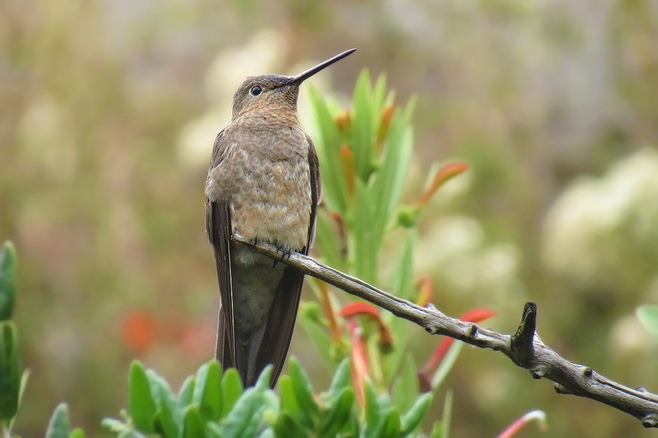 Giant Hummingbird - ML90666201