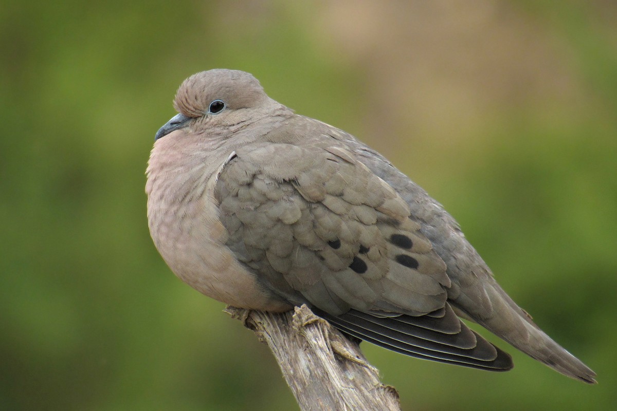 Eared Dove - ML90666341