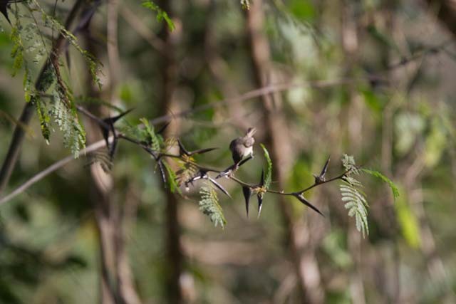 vireo sp. - ML90666981