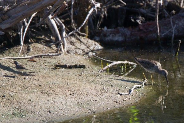 Short-billed/Long-billed Dowitcher - ML90668181