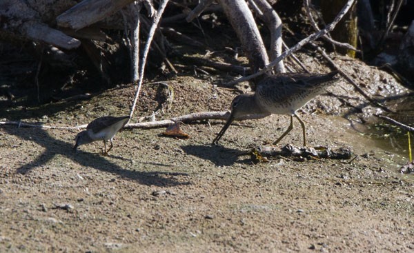 kortnebbekkasinsnipe/langnebbekkasinsnipe - ML90668191