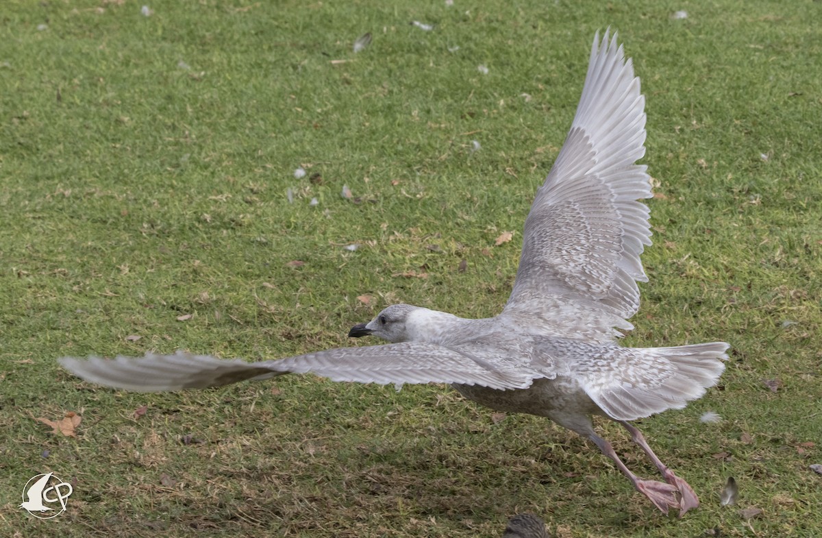 Glaucous-winged Gull - ML90669051