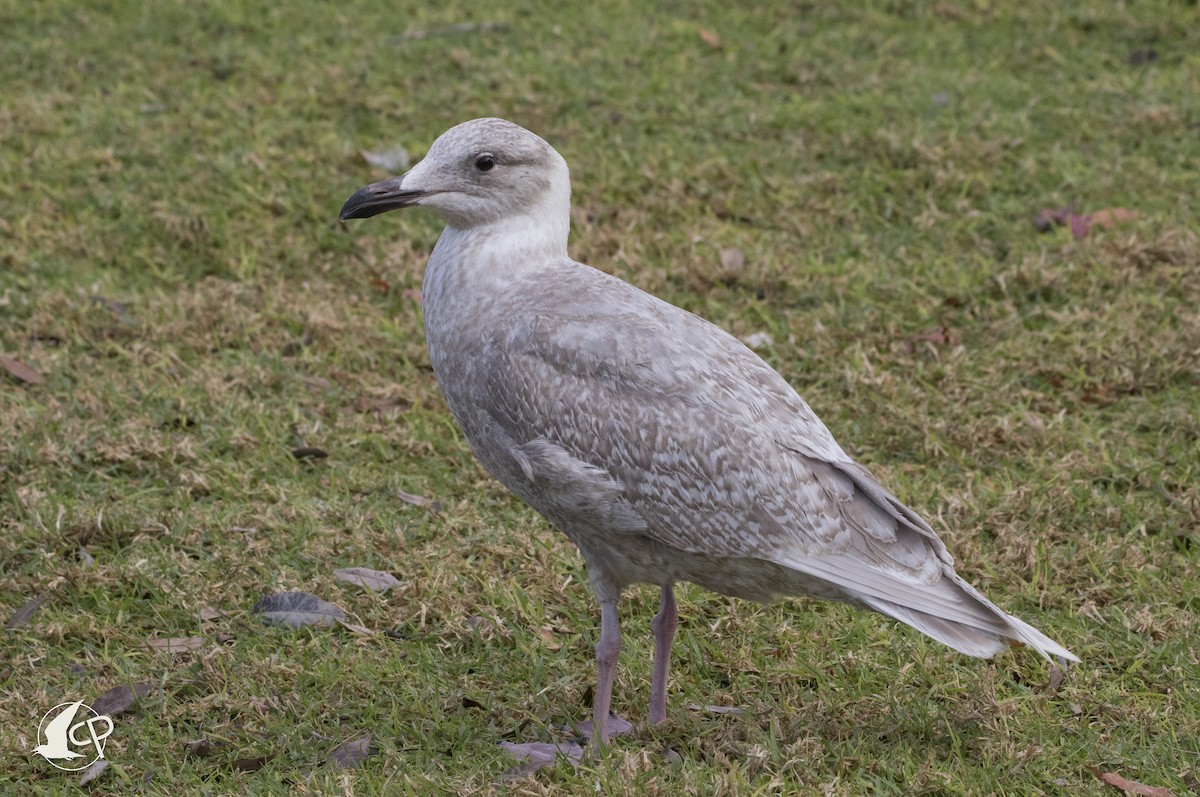 Glaucous-winged Gull - ML90669061