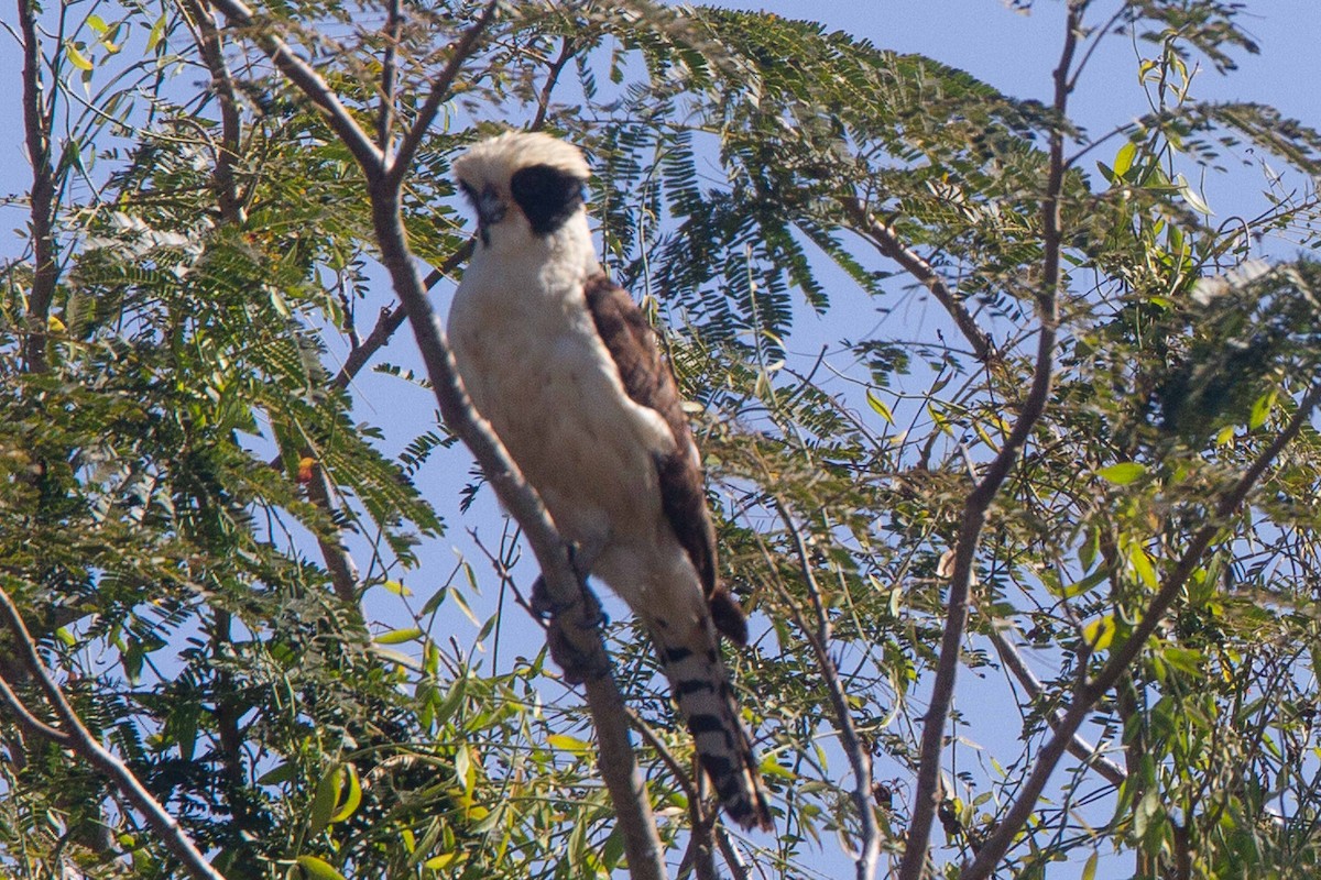 Laughing Falcon - Grace Taylor