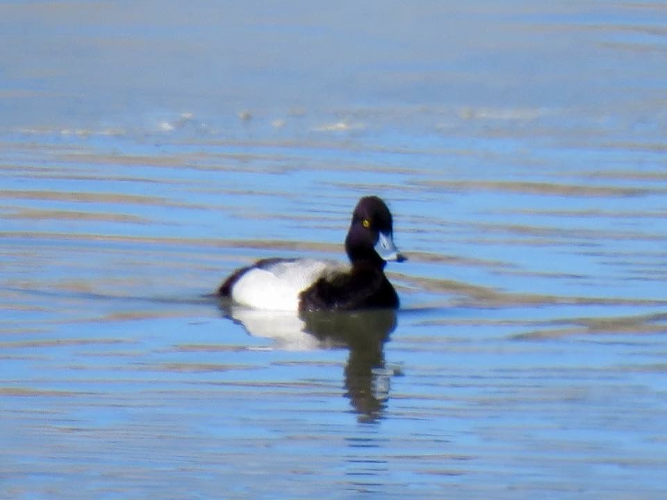 Lesser Scaup - ML90670171