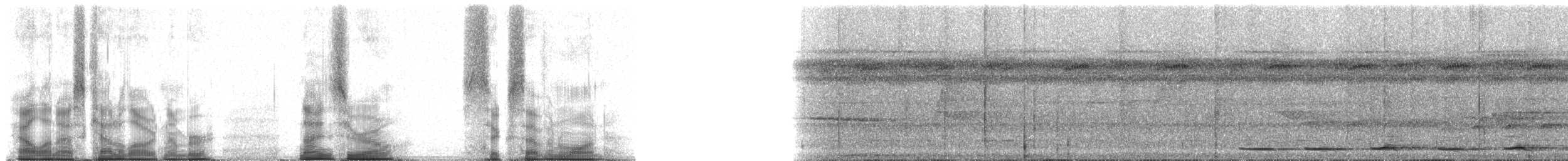 Мурашниця плямиста (підвид macularius) - ML90671