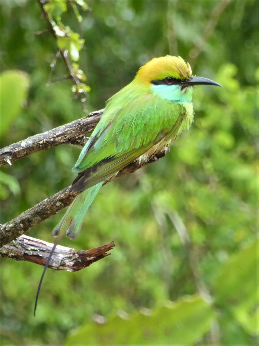 Asian Green Bee-eater - ML90671041
