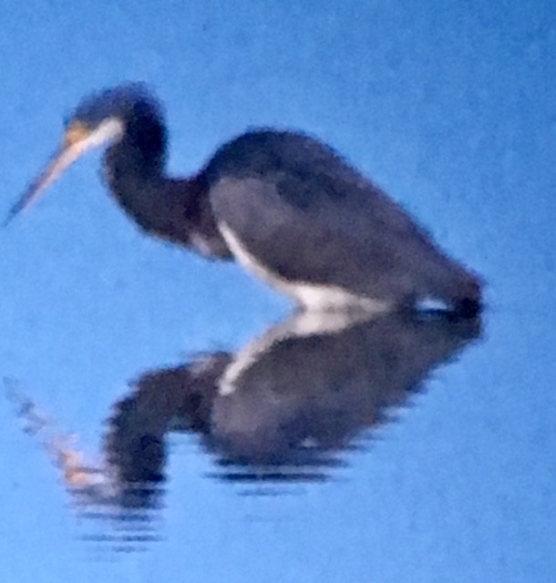 Tricolored Heron - Shirley Reynolds