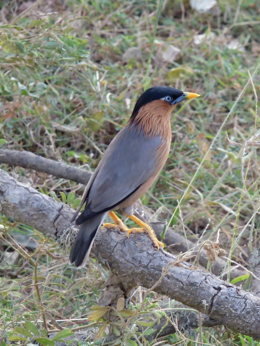 Brahminy Starling - ML90672031