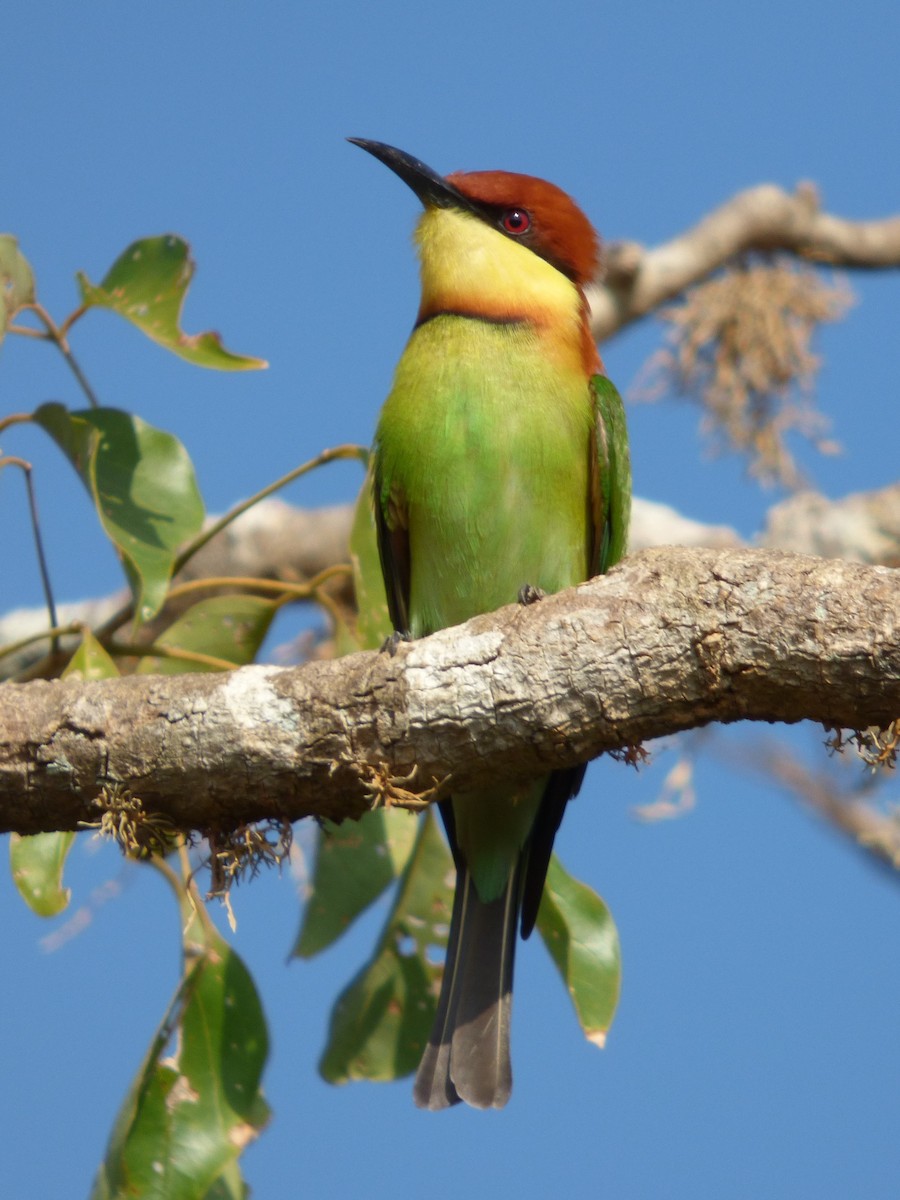 Chestnut-headed Bee-eater - ML90672211