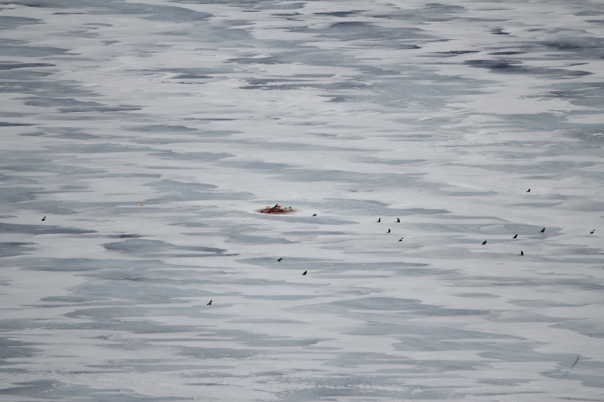 Steller's Sea-Eagle - ML90672241