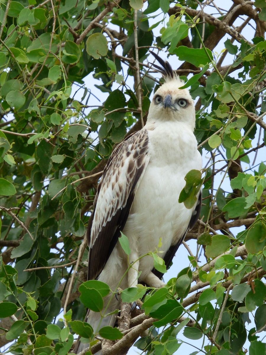 Indienhaubenadler (cirrhatus/ceylanensis) - ML90672731