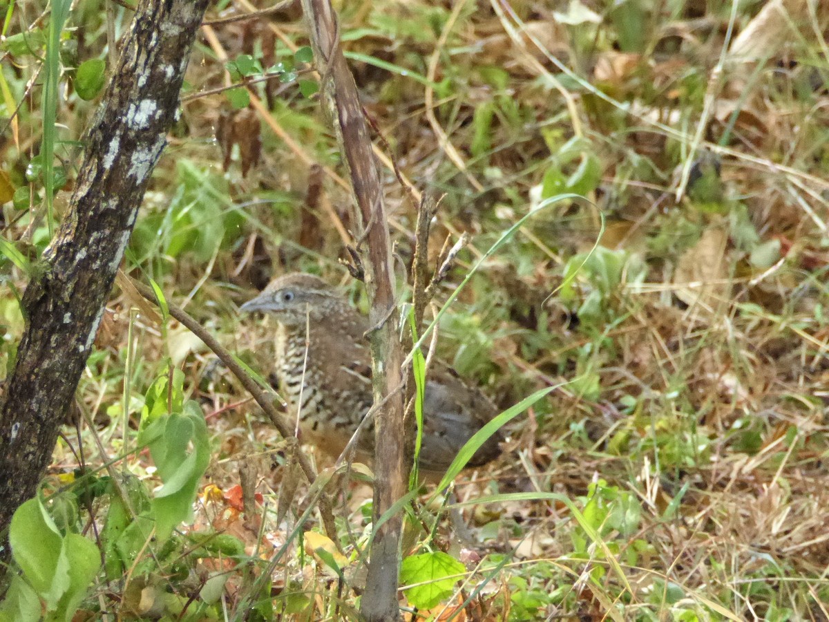 Barred Buttonquail - ML90674691