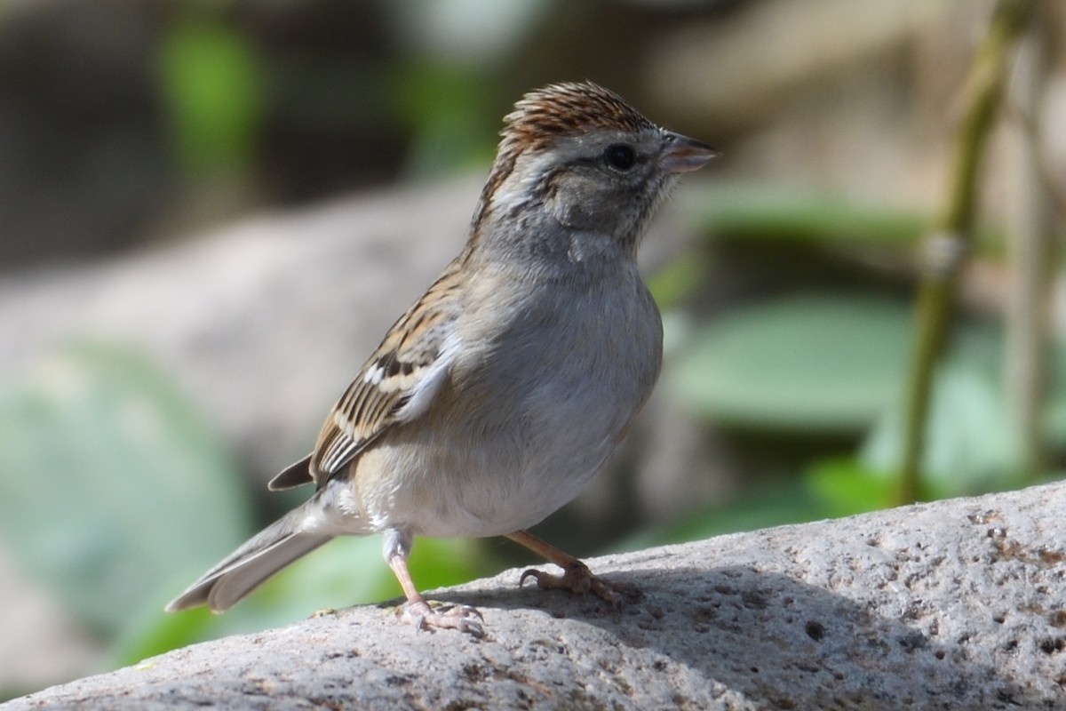 Chipping Sparrow - ML90675691