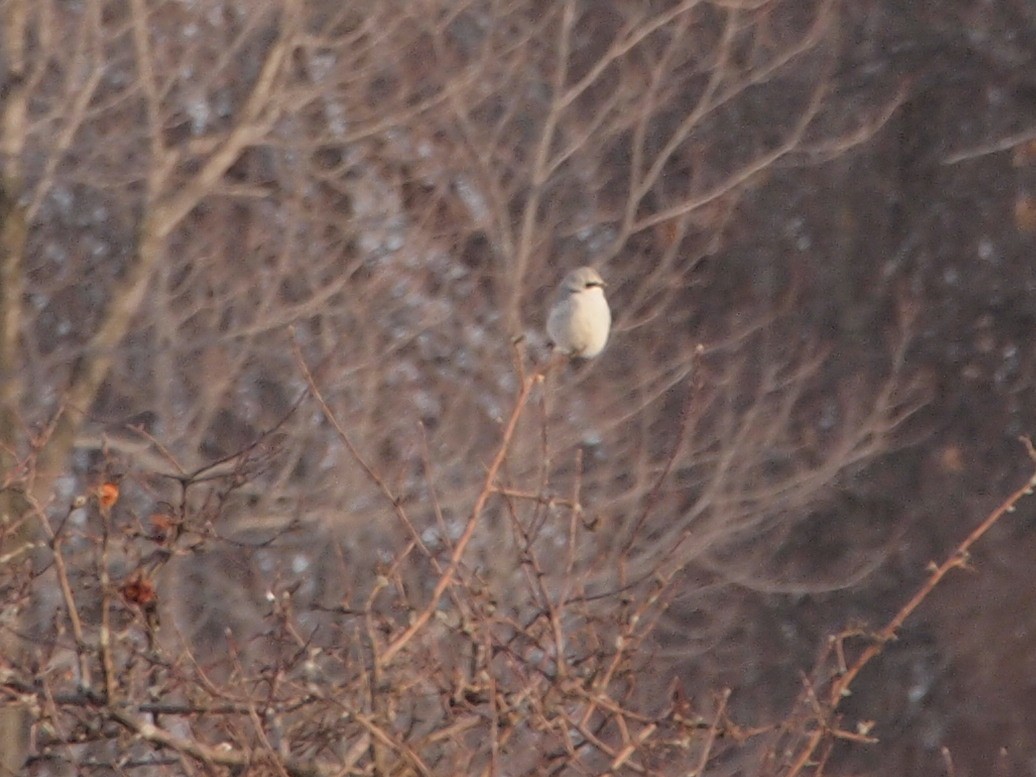 Northern Shrike - Joshua Snodgrass