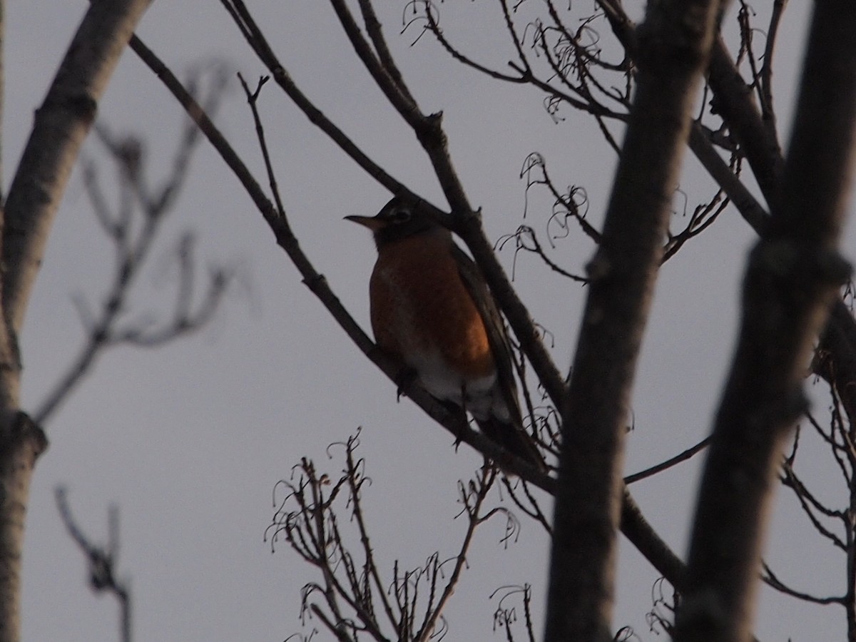 American Robin - ML90676181