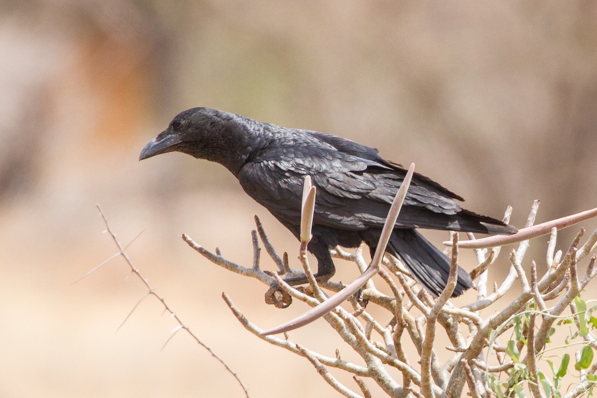 Corbeau à queue courte - ML90676621