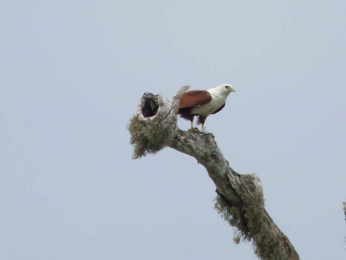 Brahminy Kite - ML90677151