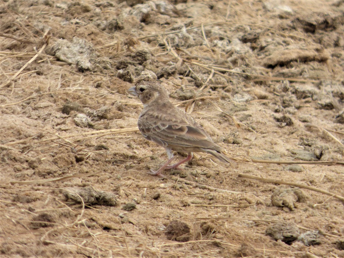 Ashy-crowned Sparrow-Lark - Rustom Jamadar