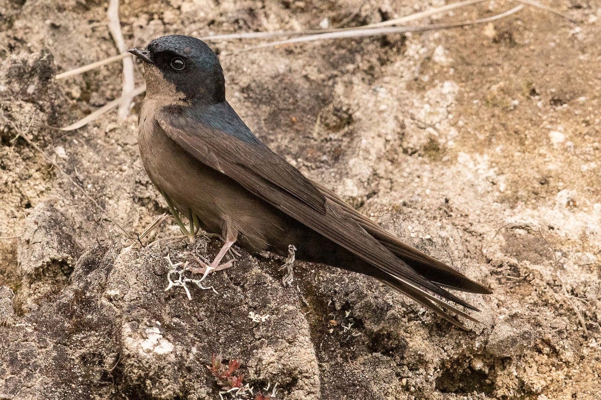 Brown-bellied Swallow - Eric VanderWerf