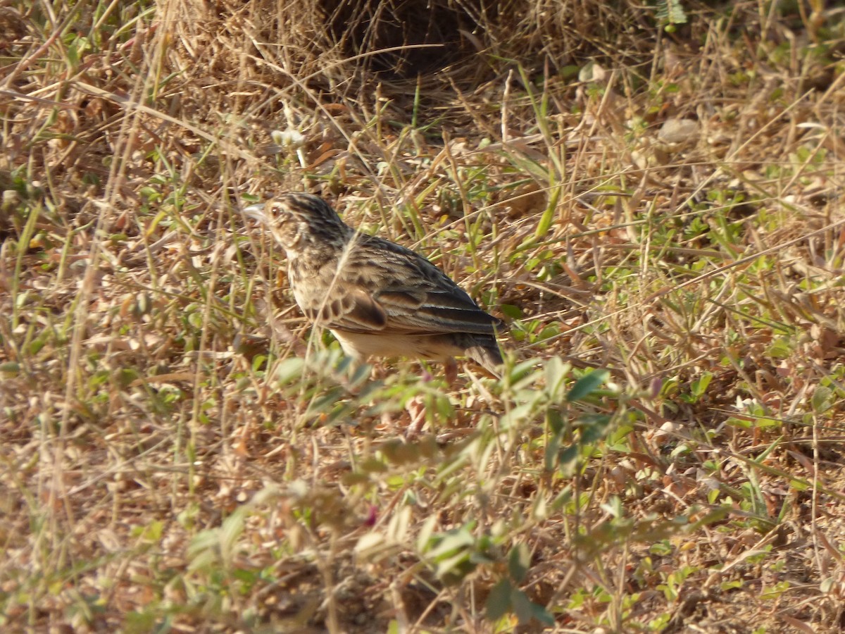 Jerdon's Bushlark - ML90677441