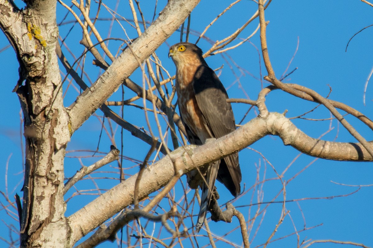 Rufous-breasted Sparrowhawk - John White