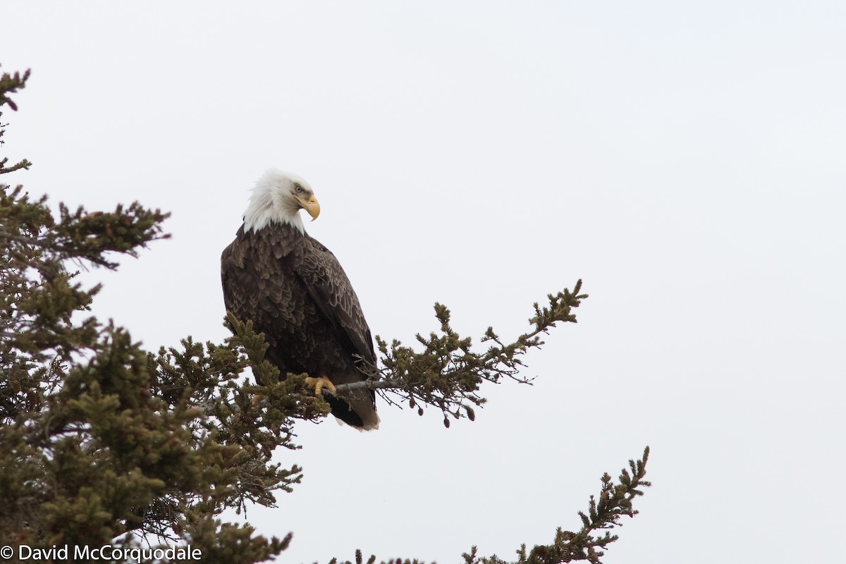 Bald Eagle - David McCorquodale