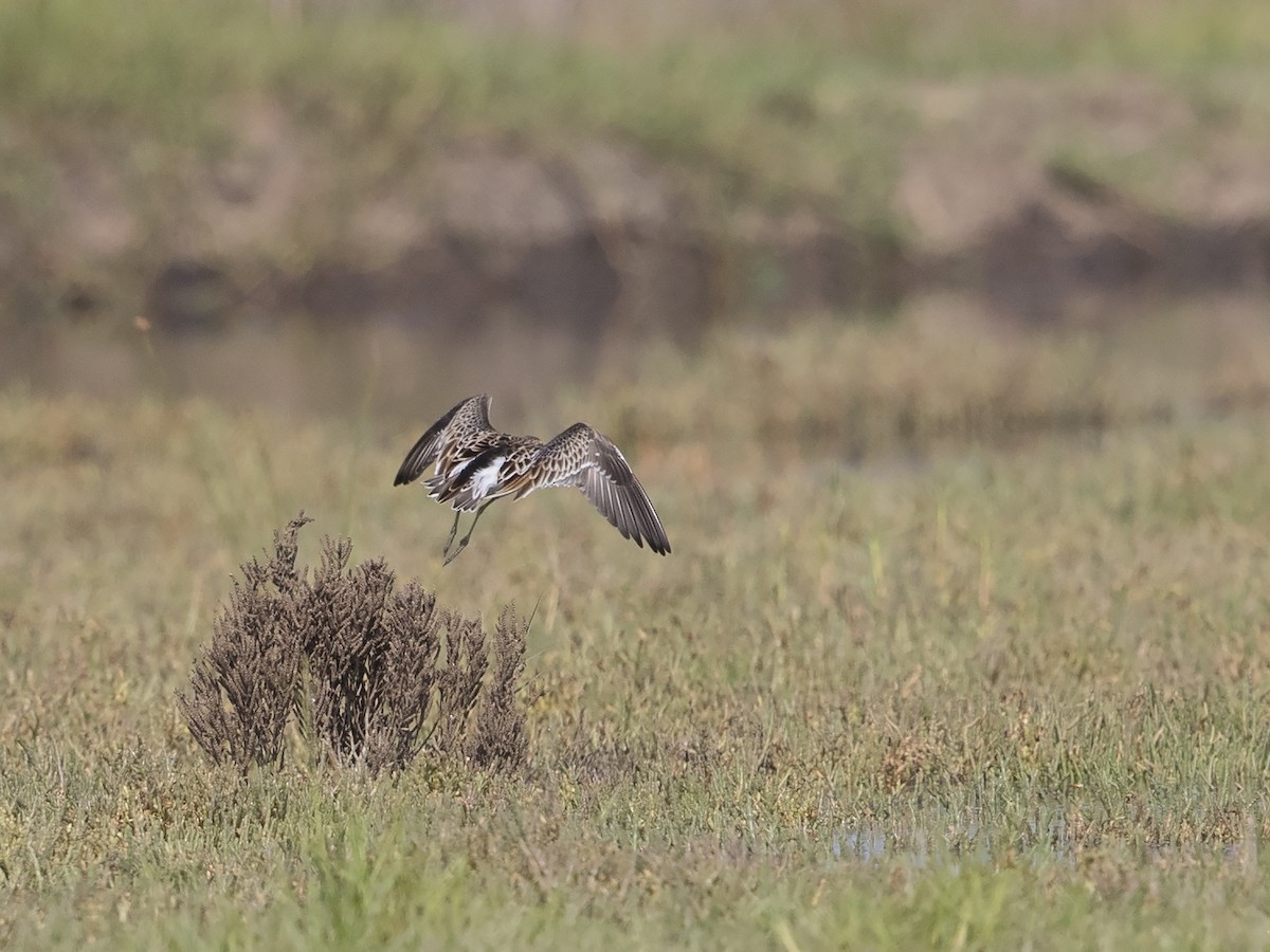 Sharp-tailed Sandpiper - ML90681491