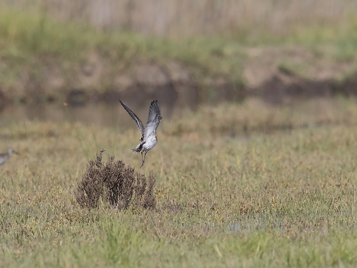 Sharp-tailed Sandpiper - ML90681501