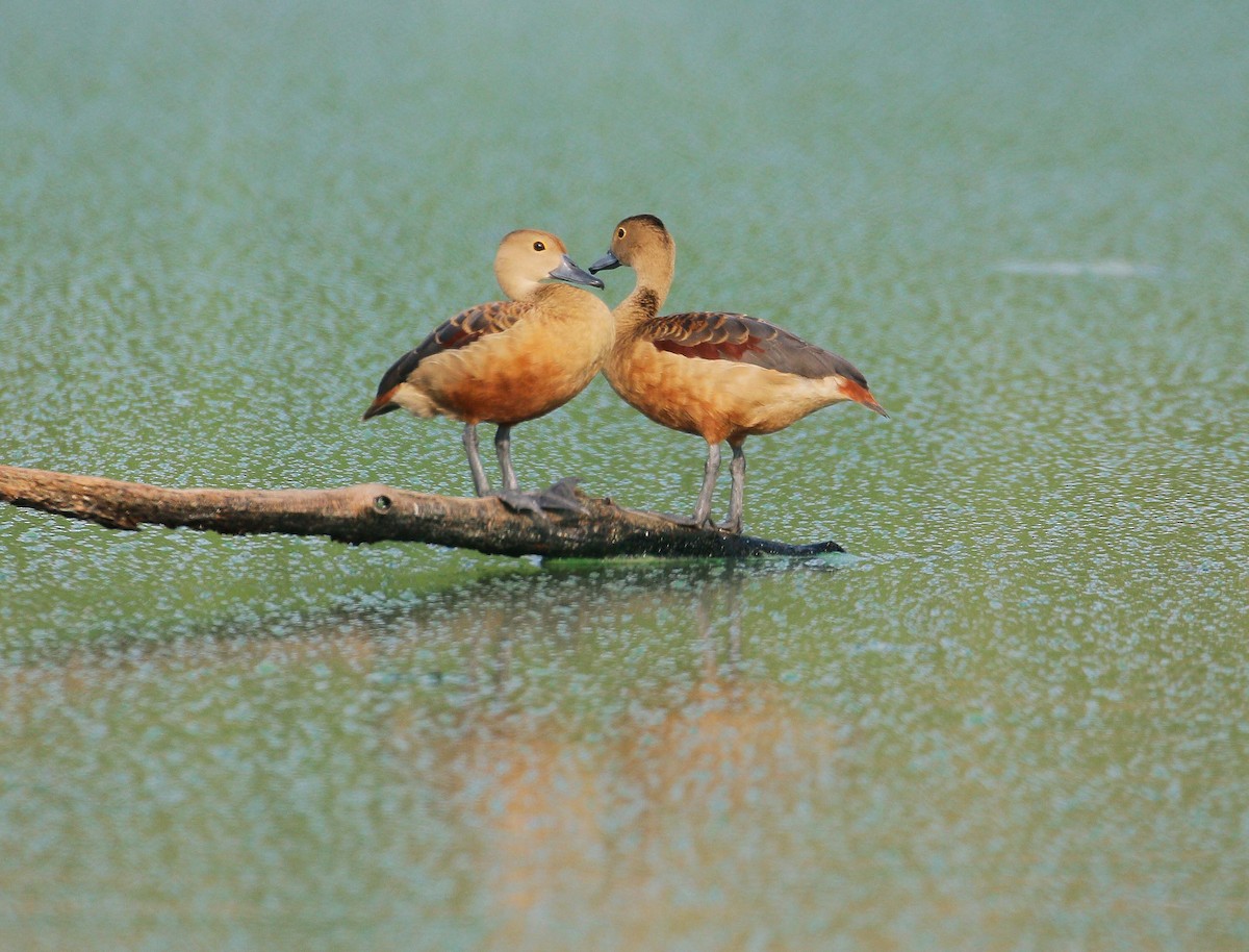 Lesser Whistling-Duck - ML90684451