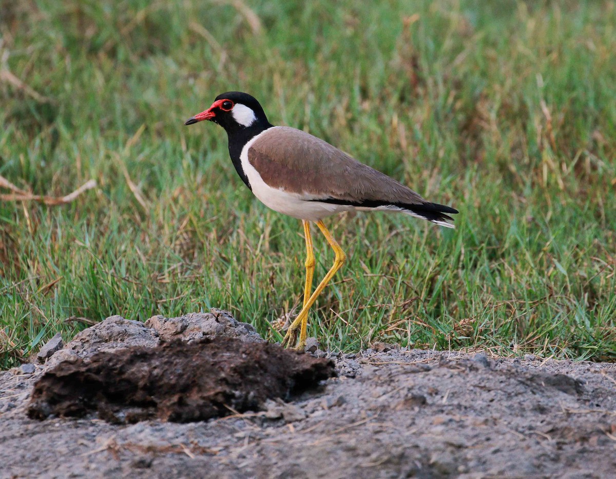 Red-wattled Lapwing - ML90684561