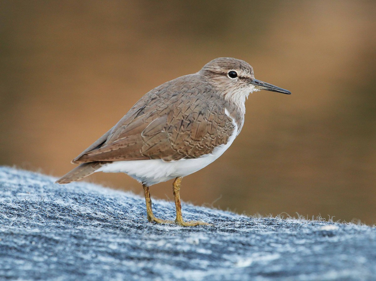 Common Sandpiper - ML90684571