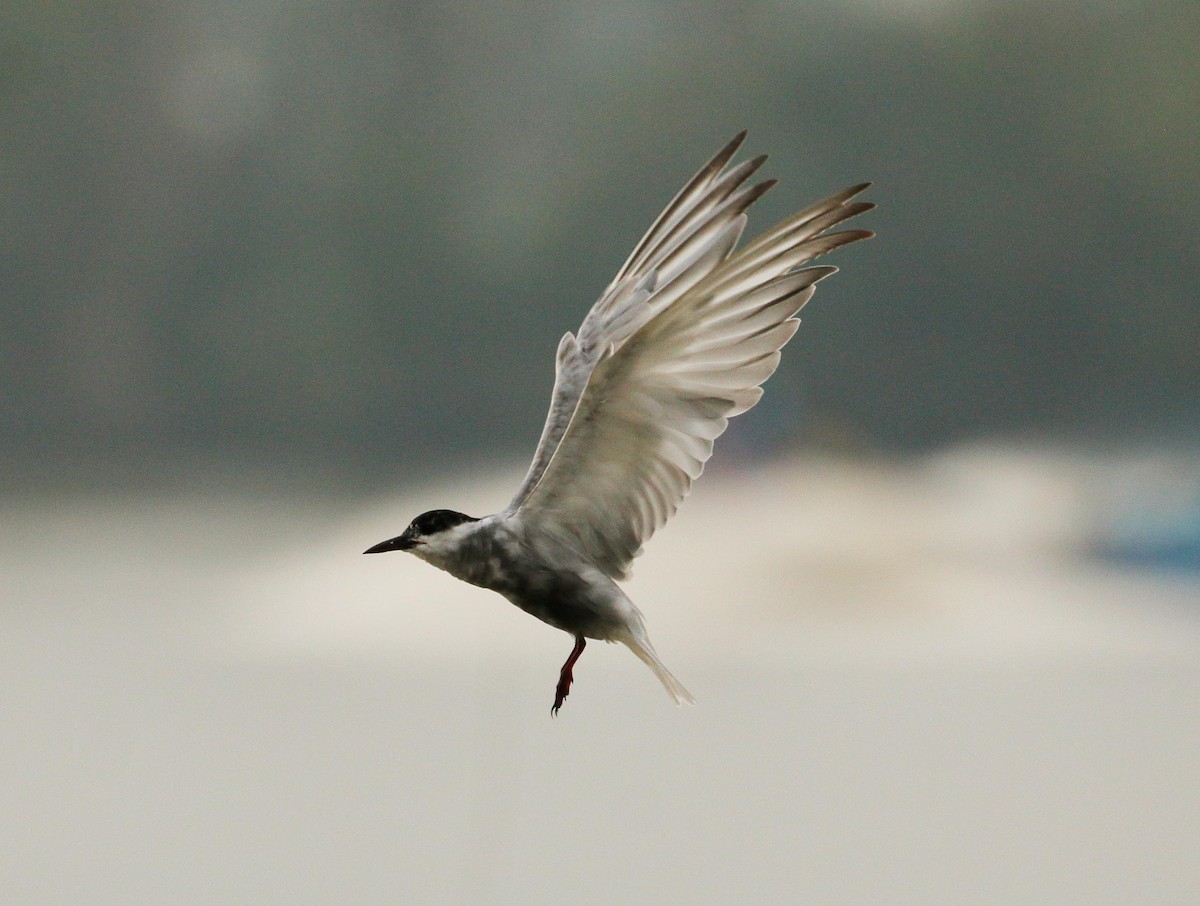 Whiskered Tern - ML90684611