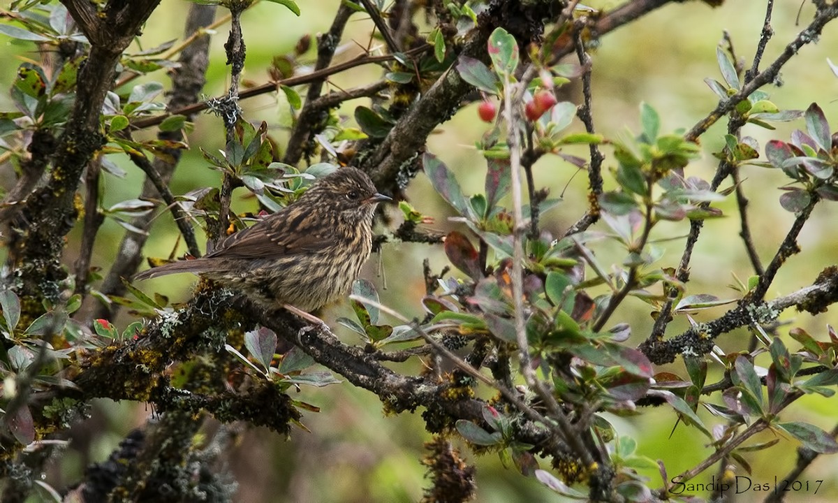 Rufous-breasted Accentor - Sandip Das