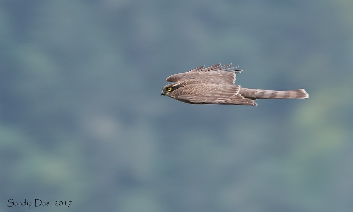 Eurasian Sparrowhawk - Sandip Das