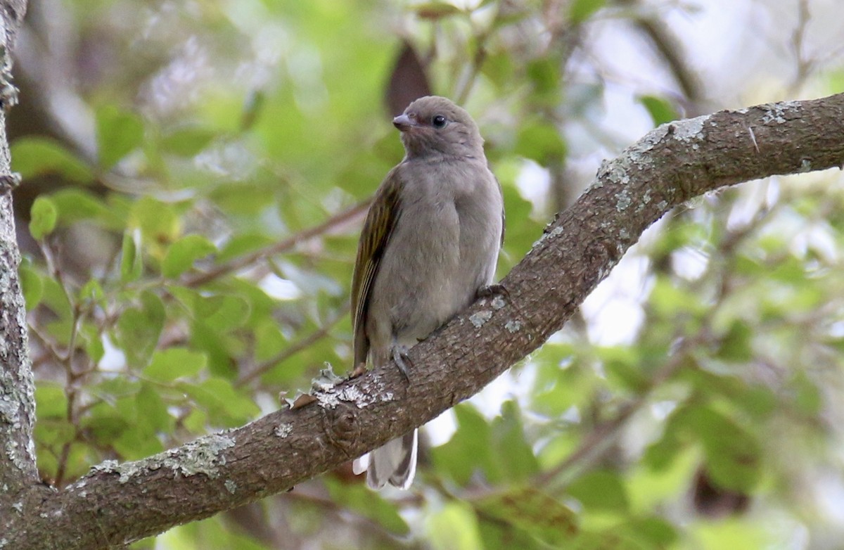 Lesser Honeyguide (Lesser) - ML90685491