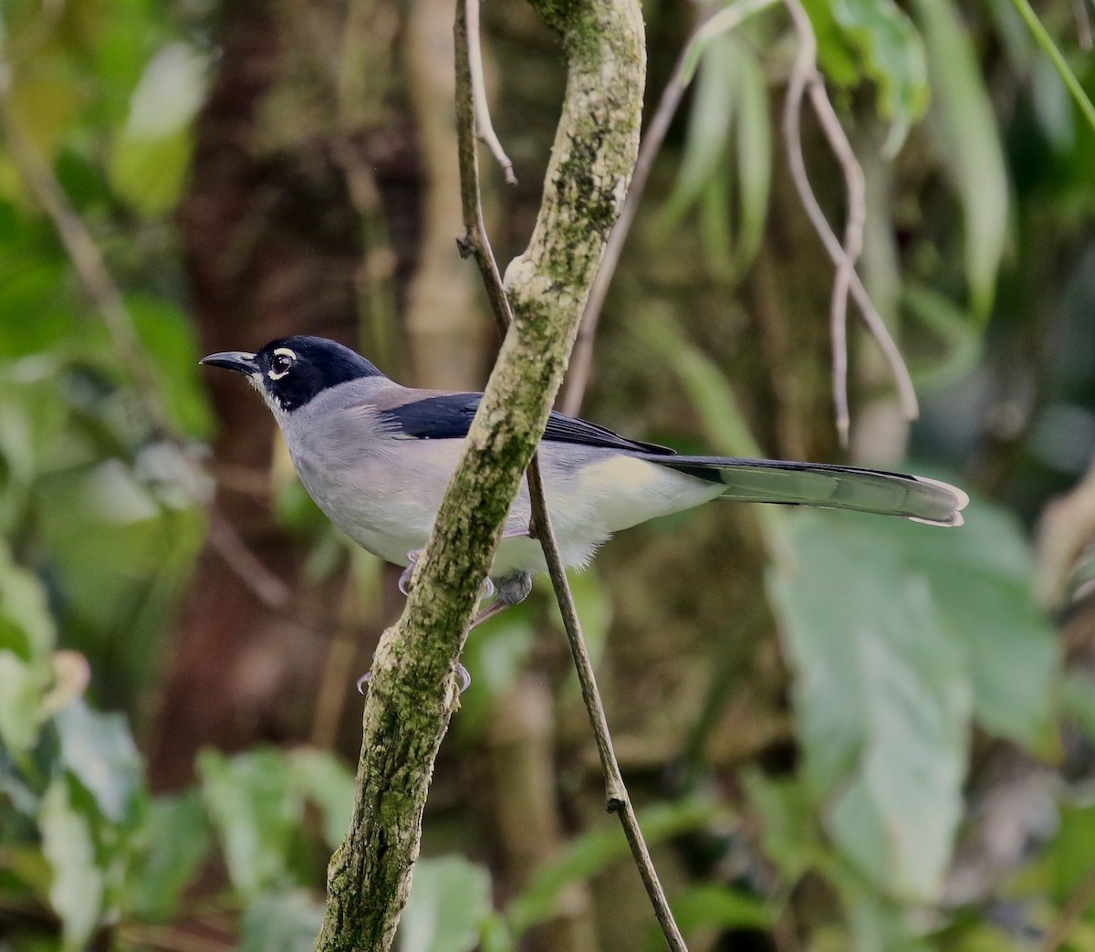 Black-headed Sibia (engelbachi/kingi) - Craig Robson