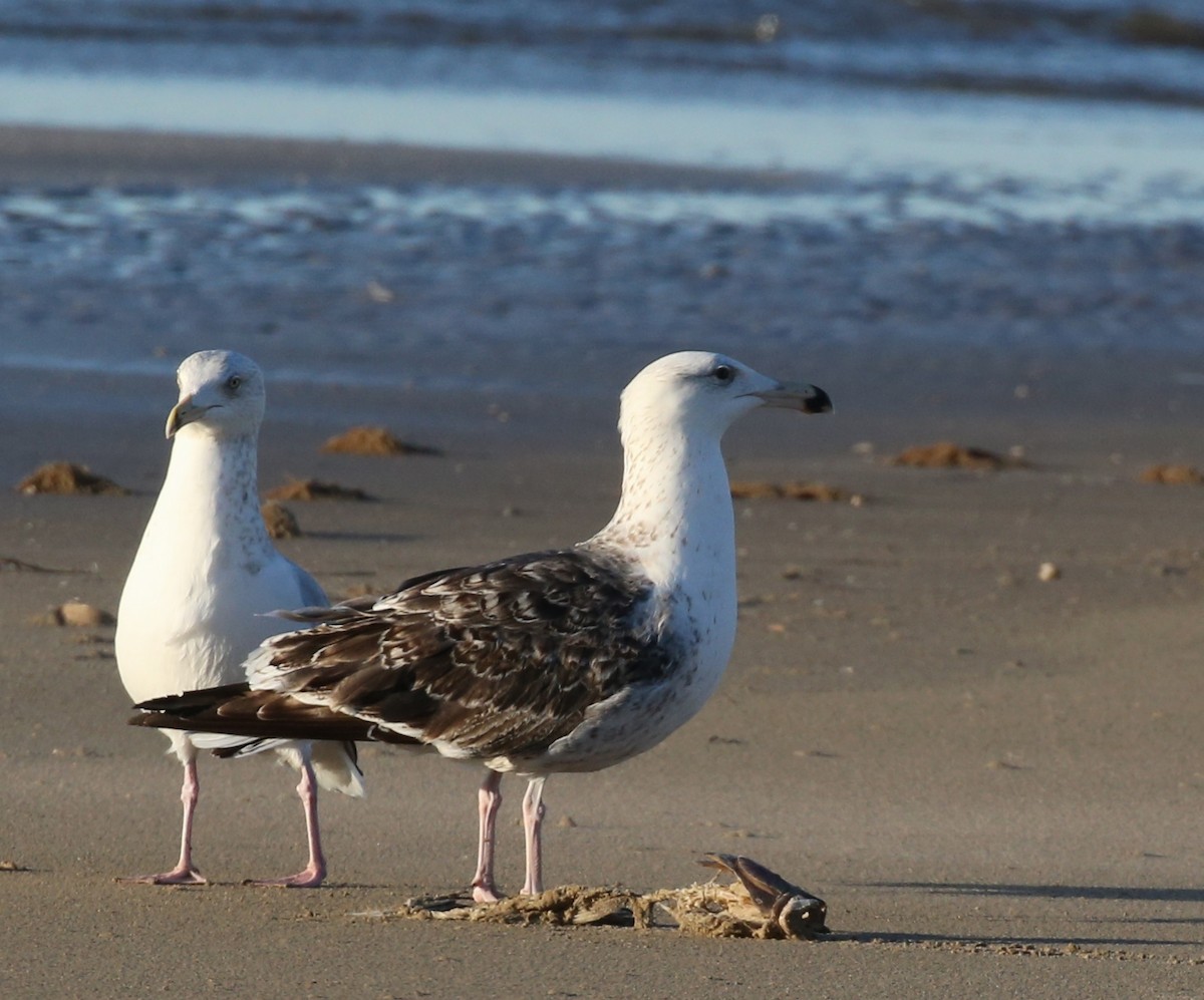 Great Black-backed Gull - Dennis Cooke