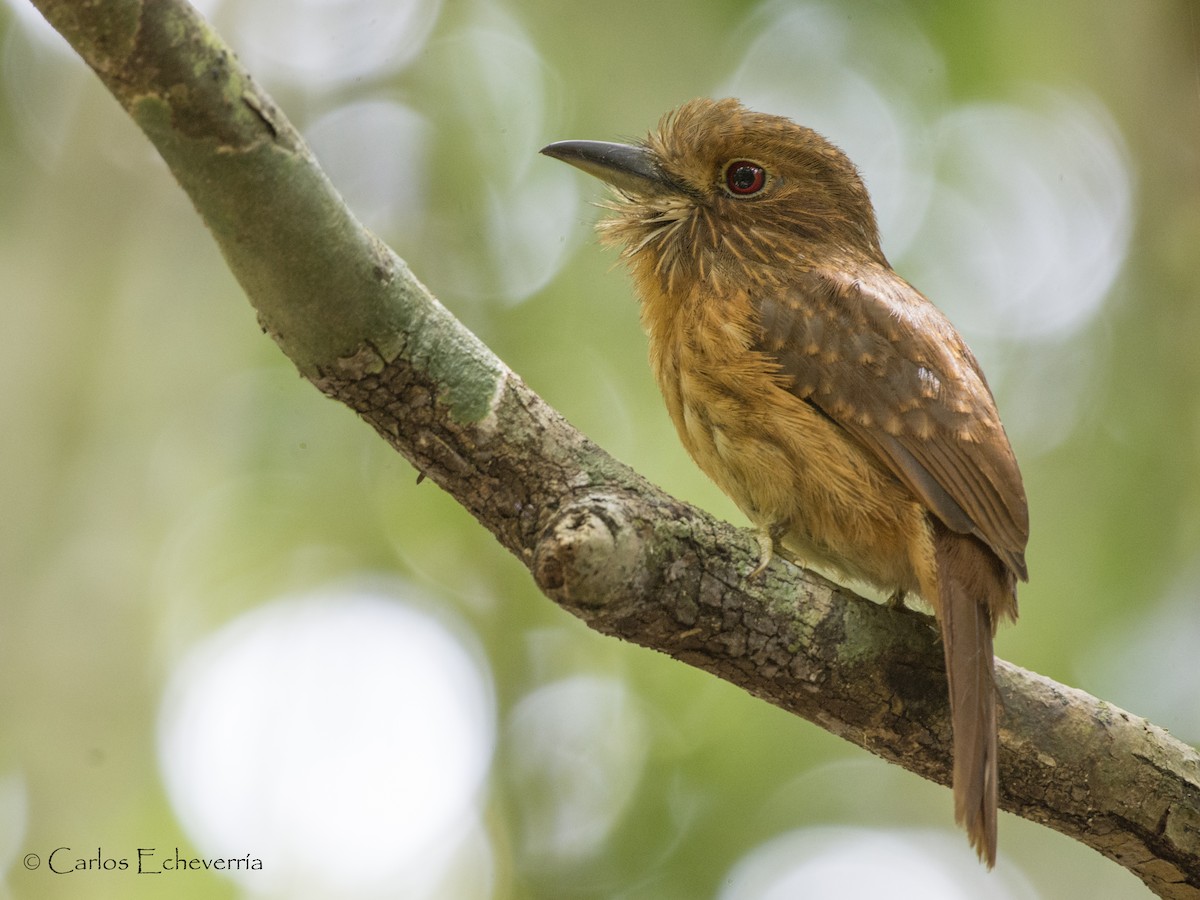 White-whiskered Puffbird - Carlos Echeverría