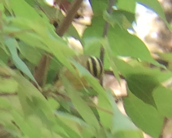 Sulphur-breasted Warbler - ML90686291