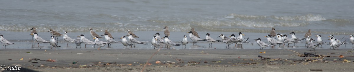 Little Tern - Sudip Ghosh