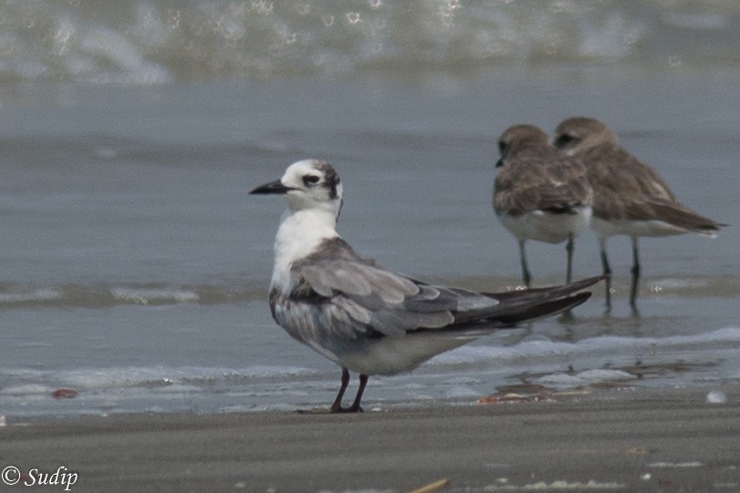 White-winged Tern - Sudip Ghosh