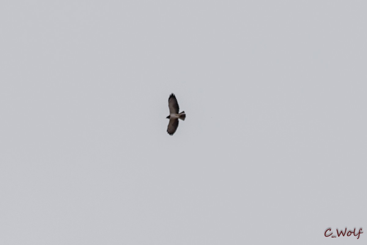 Short-tailed Hawk - ML90687491