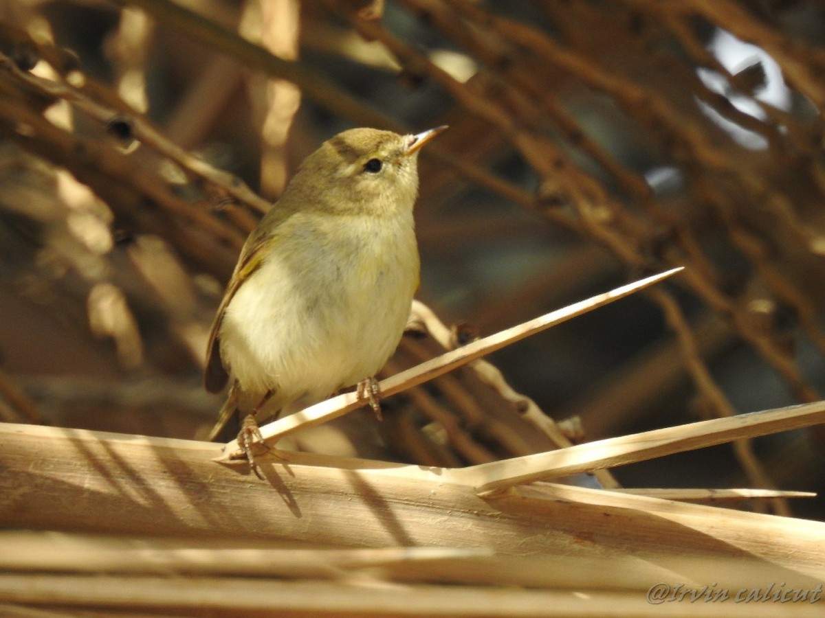 Common Chiffchaff - ML90689181