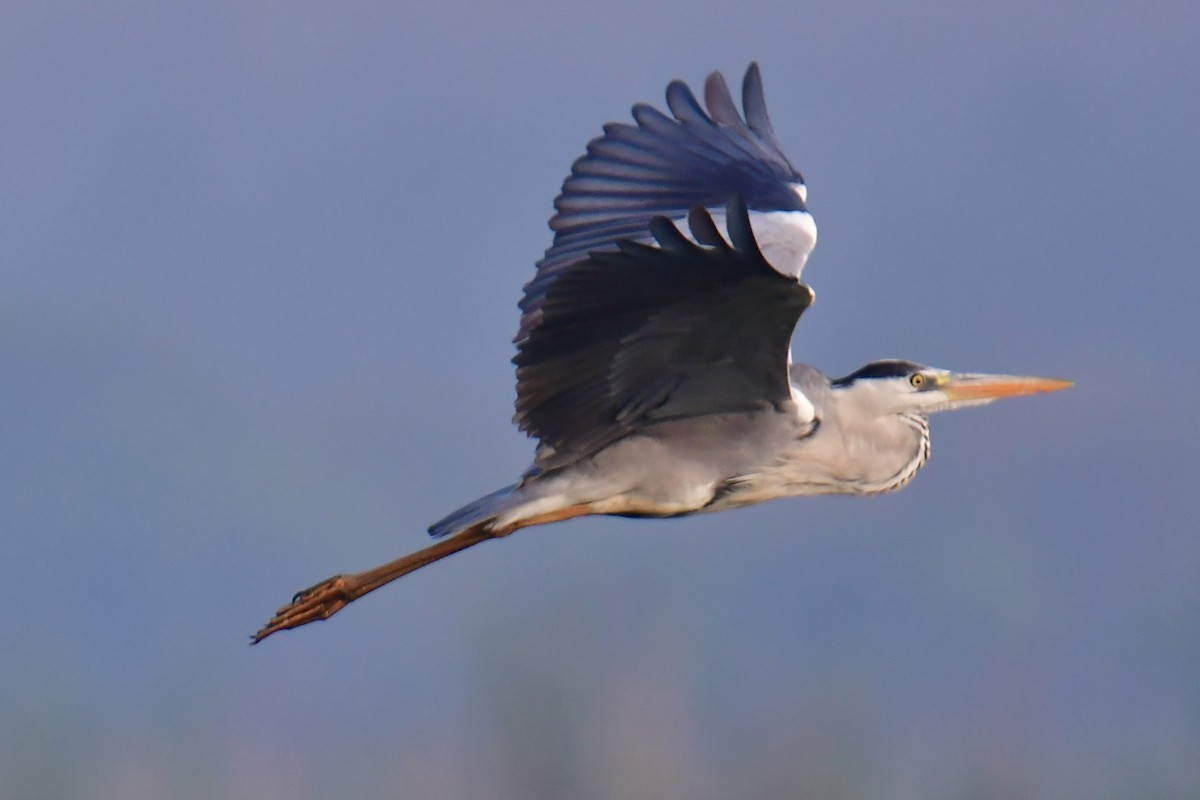 Gray Heron - Tarachand Wanvari