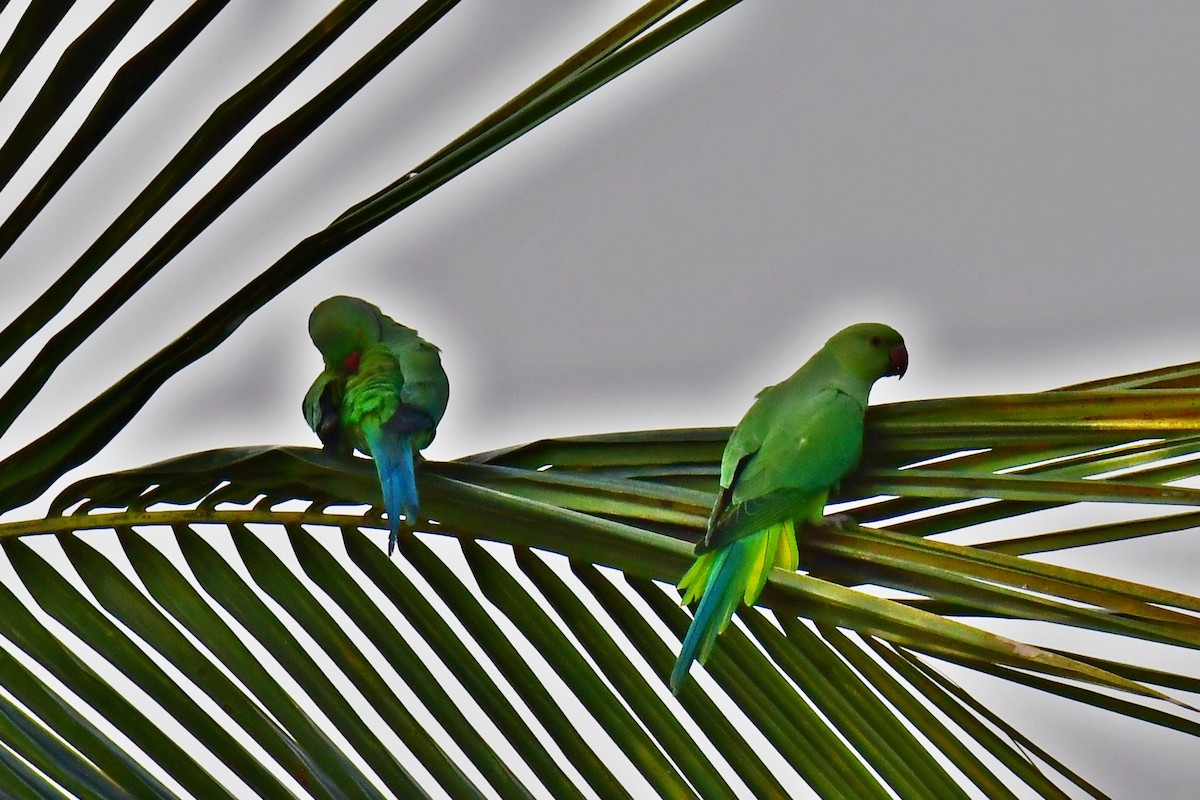 Rose-ringed Parakeet - Tarachand Wanvari
