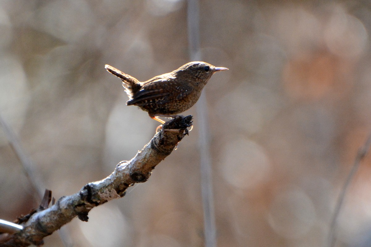 Pacific Wren - ML90691851