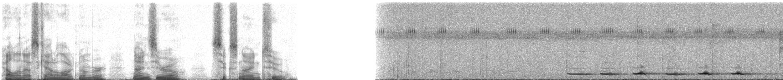 Grallaire tachetée (macularius) - ML90692